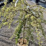 Hlohyňa šarlátová (Pyracantha) ´VARIEGATA´ - výška 70-90 cm, kont. C7L - NA KMIENKU
